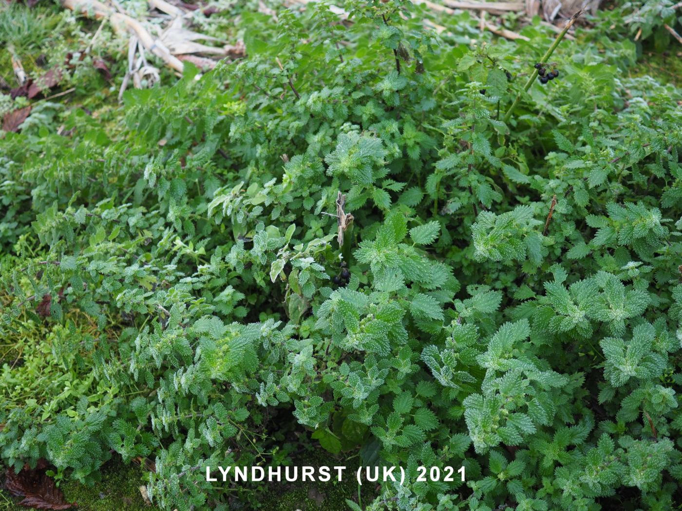 Nettle, Small plant